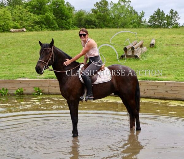 FRIESIAN SPORTHORSE CROSS GELDING