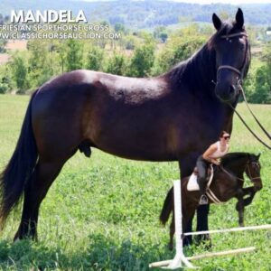 FRIESIAN SPORTHORSE CROSS GELDING