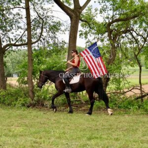 FRIESIAN SPORTHORSE CROSS GELDING