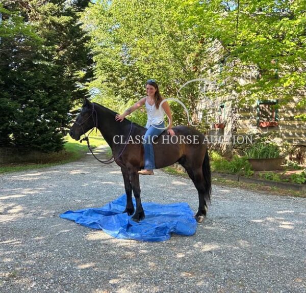 FRIESIAN SPORTHORSE CROSS GELDING