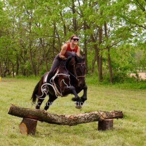 FRIESIAN SPORTHORSE CROSS GELDING