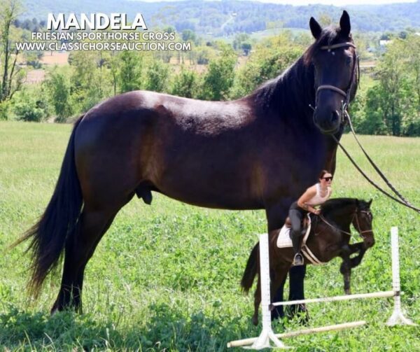FRIESIAN SPORTHORSE CROSS GELDING