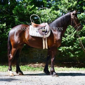 FRIESIAN SPORTHORSE CROSS GELDING