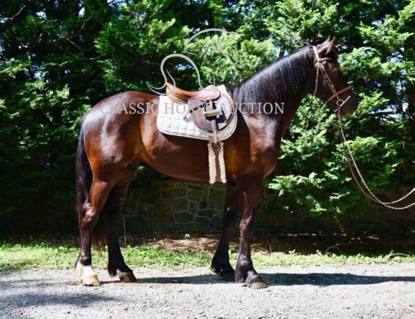 FRIESIAN SPORTHORSE CROSS GELDING