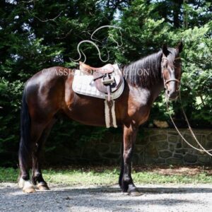 FRIESIAN SPORTHORSE CROSS GELDING