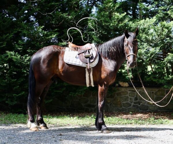 FRIESIAN SPORTHORSE CROSS GELDING