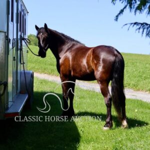FRIESIAN SPORTHORSE CROSS GELDING