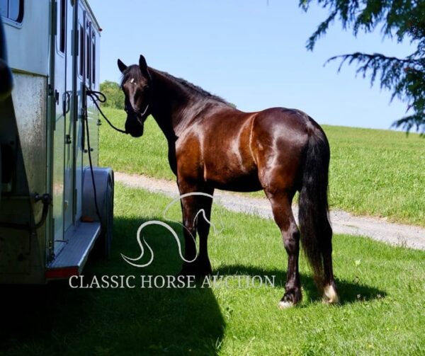 FRIESIAN SPORTHORSE CROSS GELDING