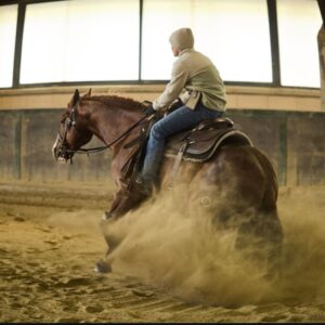 FUTURITY PROSPECT - 3Y OLD Stallion BY GUNNATRASHYA