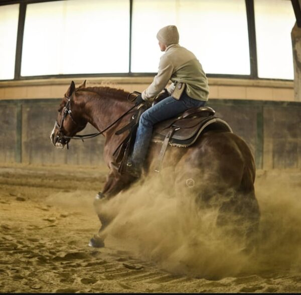 FUTURITY PROSPECT - 3Y OLD Stallion BY GUNNATRASHYA