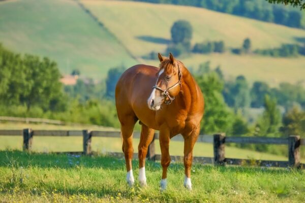 FUTURITY PROSPECT - 3Y OLD Stallion BY GUNNATRASHYA