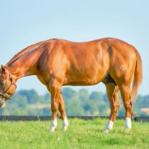 FUTURITY PROSPECT - 3Y OLD Stallion BY GUNNATRASHYA