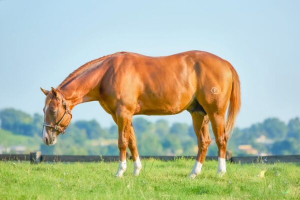 FUTURITY PROSPECT - 3Y OLD Stallion BY GUNNATRASHYA