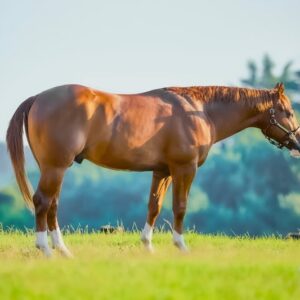 FUTURITY PROSPECT - 3Y OLD Stallion BY GUNNATRASHYA