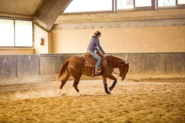 FUTURITY PROSPECT - 3Y OLD Stallion BY GUNNATRASHYA