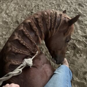 FUTURITY PROSPECT - 3Y OLD Stallion BY GUNNATRASHYA