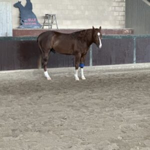 FUTURITY PROSPECT - 3Y OLD Stallion BY GUNNATRASHYA
