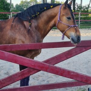Hübscher Allrounder sucht Bestplatz
