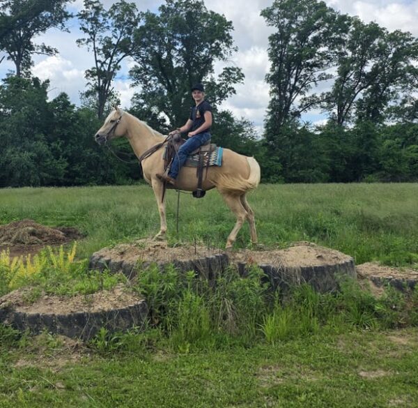 Jenny Is A Stunning Palomino Perfect For The Whole Family!