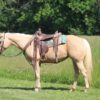 Jenny Is A Stunning Palomino Perfect For The Whole Family!