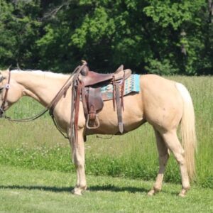 Jenny Is A Stunning Palomino Perfect For The Whole Family!