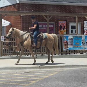 Jenny Is A Stunning Palomino Perfect For The Whole Family!
