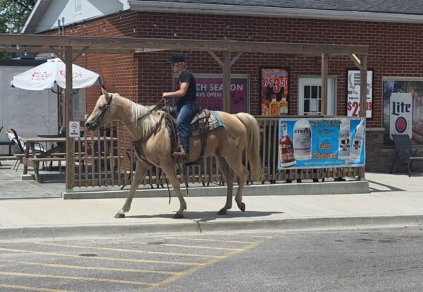Jenny Is A Stunning Palomino Perfect For The Whole Family!