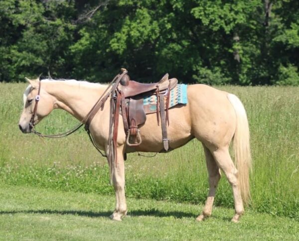 Jenny Is A Stunning Palomino Perfect For The Whole Family!