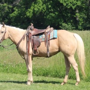 Jenny Is A Stunning Palomino Perfect For The Whole Family!