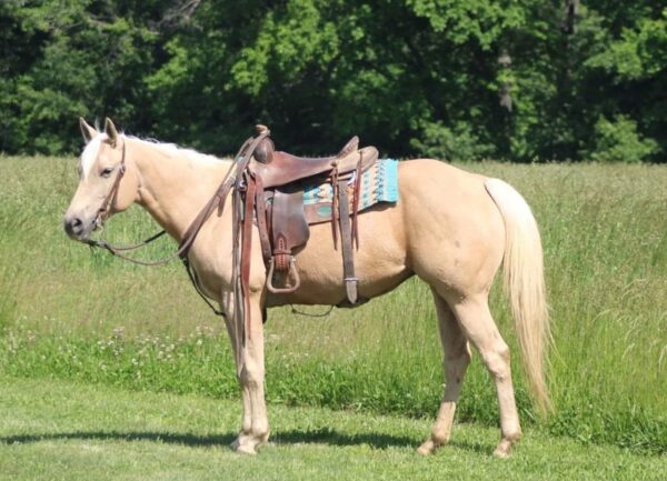 Jenny Is A Stunning Palomino Perfect For The Whole Family!