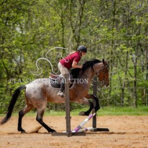 OUTSTANDING FRIESIAN CROSS GELDING