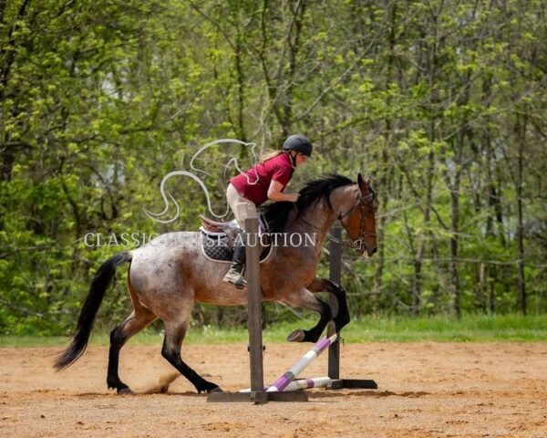 OUTSTANDING FRIESIAN CROSS GELDING