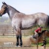 OUTSTANDING FRIESIAN CROSS GELDING