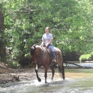 OUTSTANDING FRIESIAN CROSS GELDING