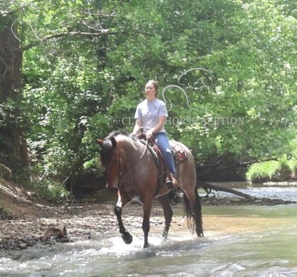 OUTSTANDING FRIESIAN CROSS GELDING