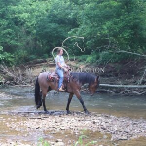 OUTSTANDING FRIESIAN CROSS GELDING