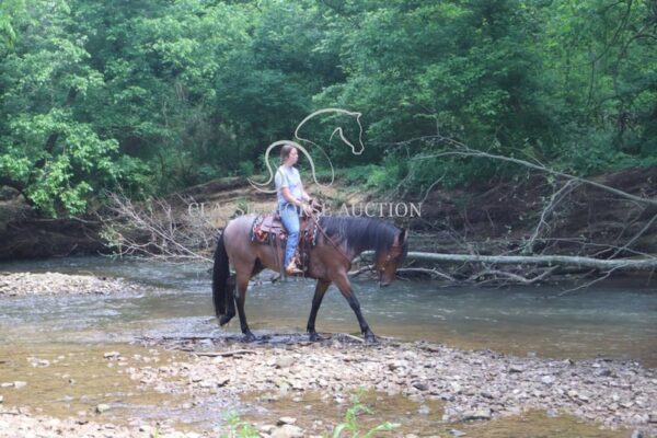 OUTSTANDING FRIESIAN CROSS GELDING