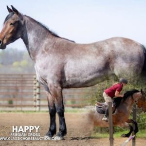 OUTSTANDING FRIESIAN CROSS GELDING