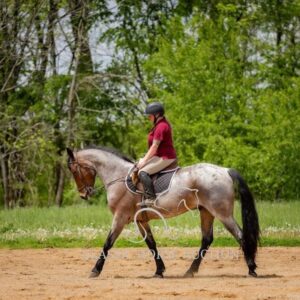 OUTSTANDING FRIESIAN CROSS GELDING
