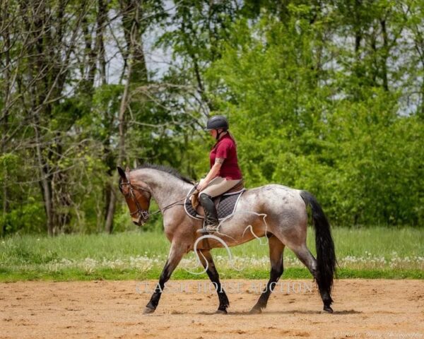 OUTSTANDING FRIESIAN CROSS GELDING