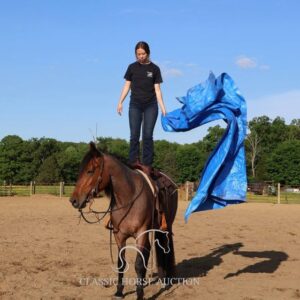 OUTSTANDING FRIESIAN CROSS GELDING