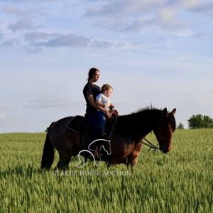 OUTSTANDING FRIESIAN CROSS GELDING