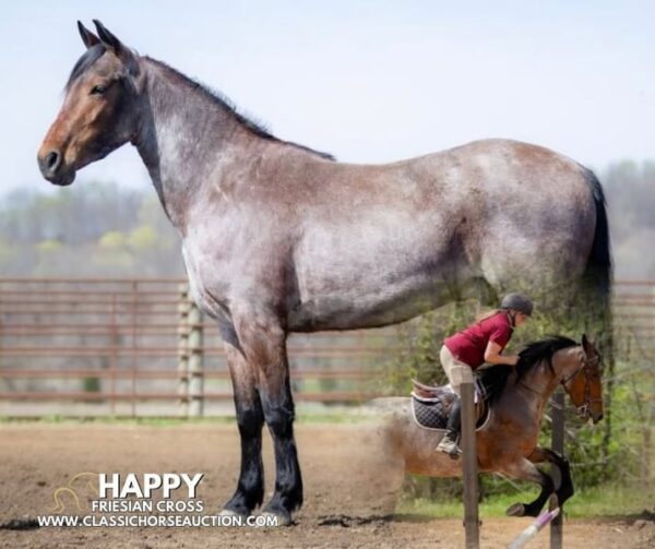 OUTSTANDING FRIESIAN CROSS GELDING