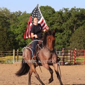 OUTSTANDING FRIESIAN CROSS GELDING