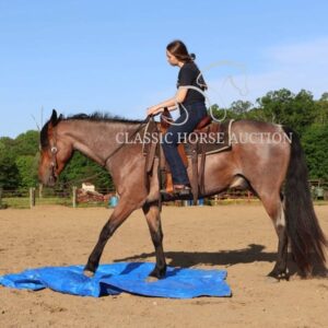 OUTSTANDING FRIESIAN CROSS GELDING