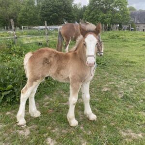 Poulain Clydesdale