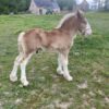 Poulain Clydesdale