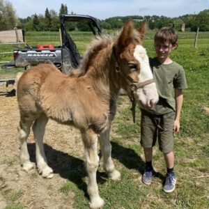 Poulain Clydesdale