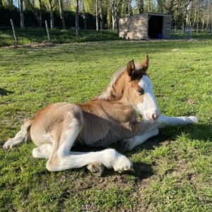Poulain Clydesdale