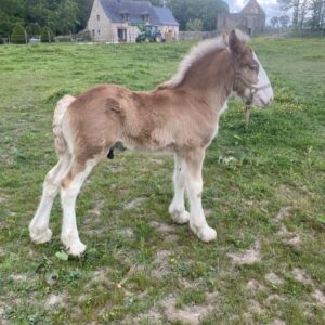 Poulain Clydesdale